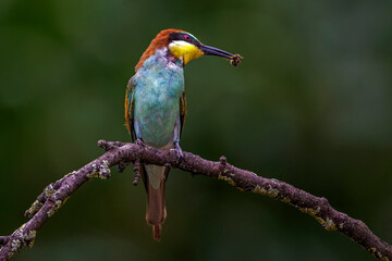 Bienenfresser (Merops apiaster)