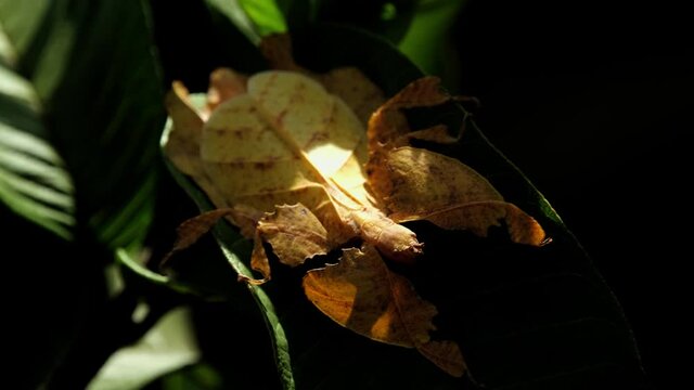 Javanese Leaf Insect, Phyllium pulchrifolium, Female Yellow Form, 4K Footage; found on a leaf within the shadow of the foliage, shaking and moving as some light exposes it to be seen.