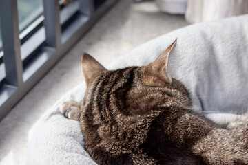 Cute tabby cat sleeping in a pet bed back view, cat ears