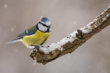 Blaumeise auf Ast