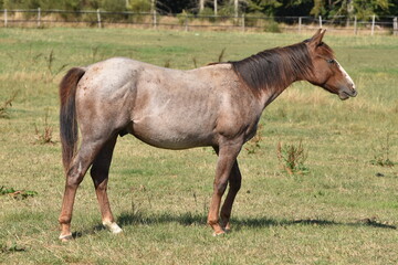 Fototapeta premium American Quarter Horse Hengstjährlinge
