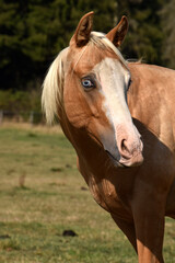 American Quarter Horse Hengstjährlinge