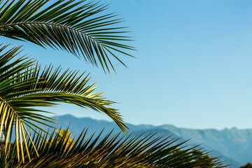 Palm branches on blue sky background, mountains in the distance