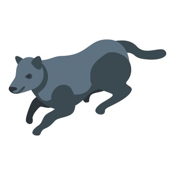 Black wild wolf icon. Isometric of black wild wolf vector icon for web design isolated on white background