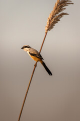Long-tailed shrike sitting on a branch 