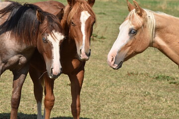 American Quarter Horse Hengstjährlinge