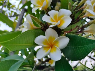 Frangipani flowers are still blooming on the tree

