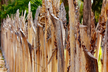 traditional Palmyra palm tree fence in Srilanka