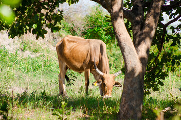 cow eating in the field