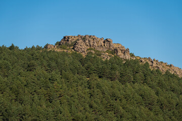 pine forest in Sierra Nevada
