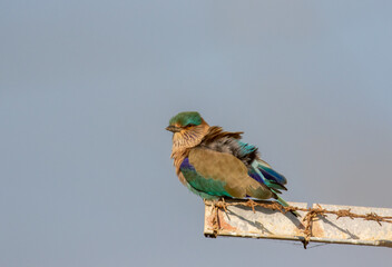 Indian  roller on a cold morning 