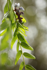 macro photo of the plant