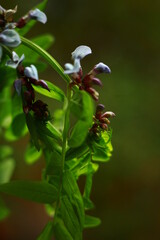 macro photo of the plant
