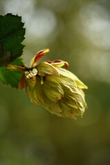 macro photo of the plant