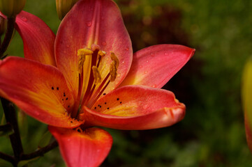 Fototapeta na wymiar Orange-red fire Lily flower on a green background.
