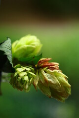 macro photo of the plant