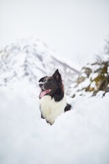 Beautiful black and white border collie dog enjoying the snow after a huge snowfall. Running, posing and looking straight in a playful attitude.