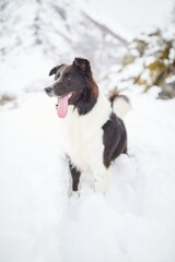 Beautiful black and white border collie dog enjoying the snow after a huge snowfall. Running, posing and looking straight in a playful attitude.