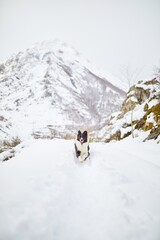 Beautiful black and white border collie dog enjoying the snow after a huge snowfall. Running, posing and looking straight in a playful attitude.
