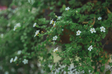 Many small inflorescences of white flowers in the flowerbed.