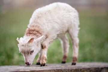 Fototapeta premium Young ouessant sheep or lamb, walking on wooden board near spring meadow, closeup detail