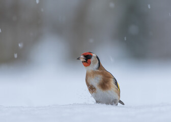 Stieglitz / Dompfaff im Schnee