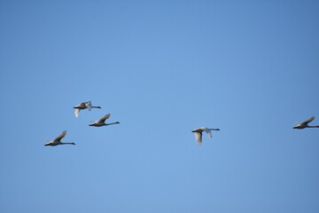 Schwäne in Flug