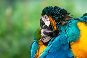 Parrots couple