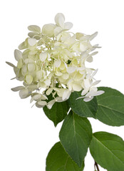 Lime green white flower head of the hydrangea or hortensia (hydrangia paniculata 'limelight') on a stem with green leaves. Isolated on a white background.