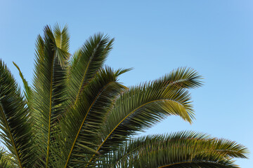 Fototapeta na wymiar Green palm leaves against clear blue sky