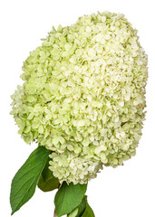 Large lime green flower head of the hydrangea or hortensia (hydrangia paniculata 'limelight') on a stem. Isolated on a white background.