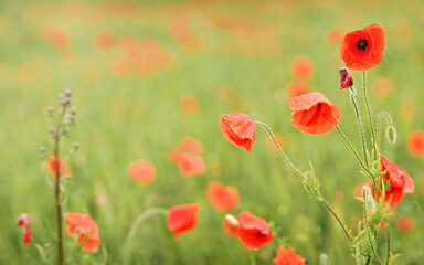Vibrant red wild poppy flowers, petals wet from rain, growing in filed of green unripe wheat