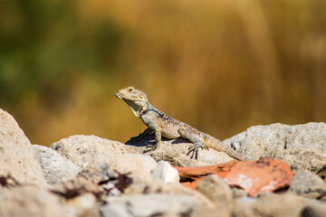 Lizard with pray