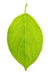 Green leaf of the hydrangea or hortensia (hydrangia paniculata 'limelight'), isolated on a white background.