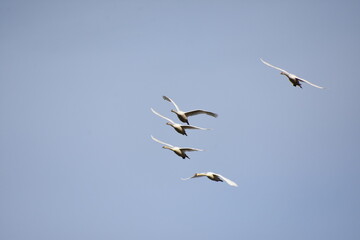 Schwanenflug