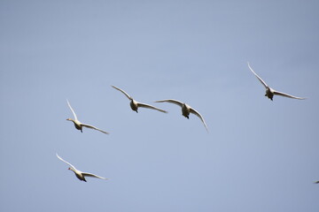 Schwäne beim fliegen