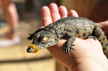 crocodile an aligator farm in Tunisia, Africa 