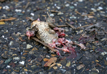 Tote überfahrene Kröte auf der Straße bei der Krötenwanderung