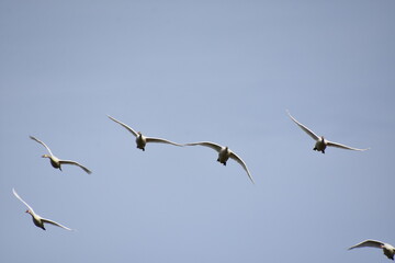 Schwanenfamilie in Flug