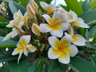 natural frangipani flowers