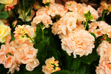 Beautiful multi-colored pelargonium in flower pots. Multicolored potted geraniums at a flower shop at a flower show Garden center and wholesale supplier concept. Many different cacti in flower pots in