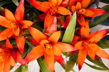 Beautiful Lily flower in pots. Multicolored potted geraniums at a flower shop at a flower show...