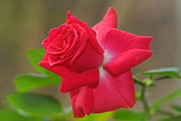 beautiful red rose