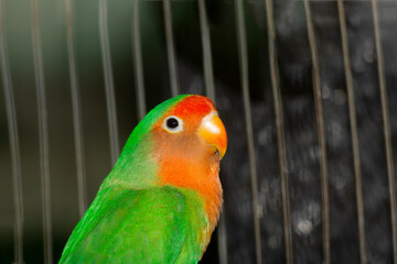 Love bird Parrot in cage at night