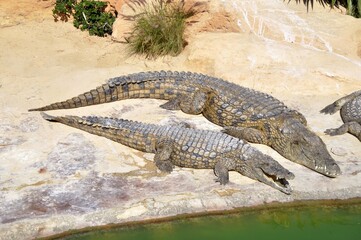 A crocodile, an alligator farm in Tunisia, Africa