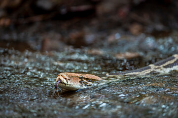Python molurus or Indian rock python or black tailed python closeup floating in water stream at ranthambore national park or tiger reserve sawai madhopur rajasthan india