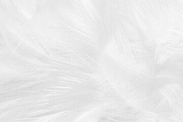 Fototapeta na wymiar white feather wooly pattern texture background