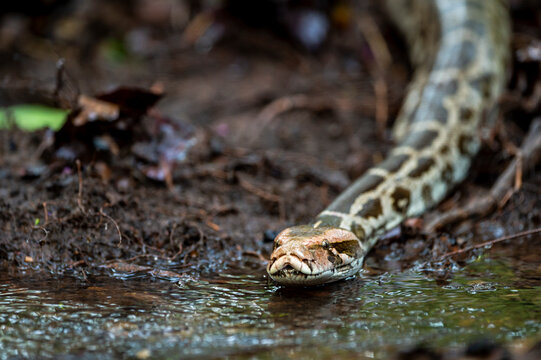 Python molurus or Indian rock python or black tailed python closeup floating in water stream at ranthambore national park or tiger reserve sawai madhopur rajasthan india