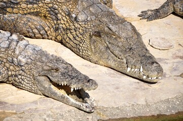 A crocodile, an alligator farm in Tunisia, Africa