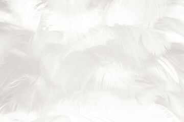 Fototapeta premium white feather texture background,pastel soft fur for baby to sleep.